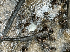 Selenotoca multifasciata