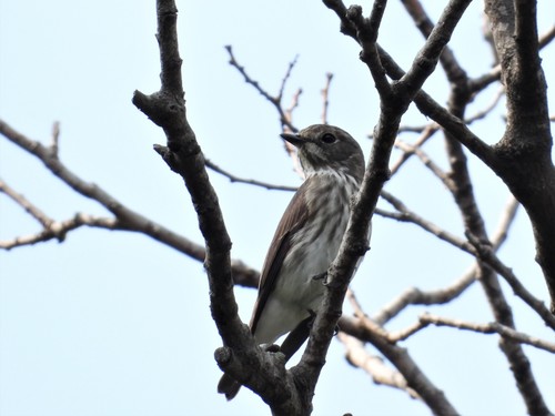 Grey-streaked Flycatcher (Muscicapa griseisticta), photo 7