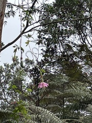 Passiflora tarminiana, recorded fruiting