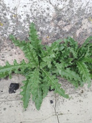 Cirsium arvense arvense
