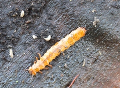 Cucujus cinnaberinus