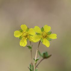 Potentilla pusilla