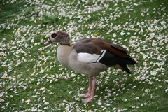 Alopochen aegyptiaca