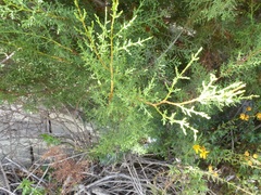 Cupressus forbesii