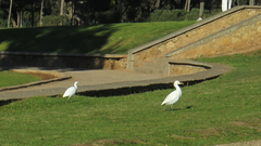 Bubulcus ibis
