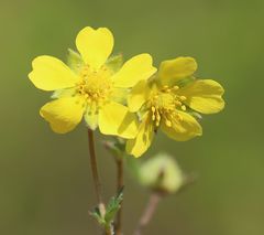 Potentilla pusilla