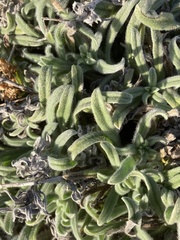 Echium angustifolium