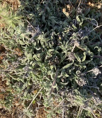 Echium angustifolium