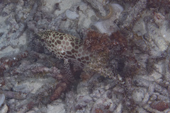 Epinephelus merra