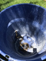 Pituophis catenifer annectens