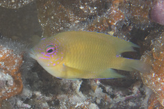 Pomacentrus spilotoceps