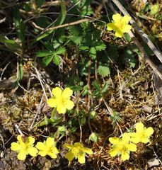 Potentilla pusilla