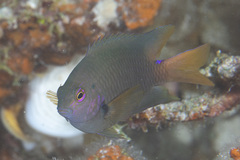 Pomacentrus spilotoceps