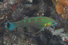 Halichoeres melanurus