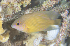 Pomacentrus spilotoceps