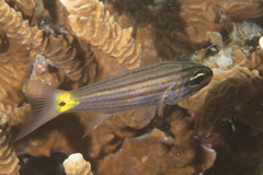 Cheilodipterus artus