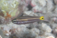 Cheilodipterus artus