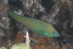 Halichoeres leucurus