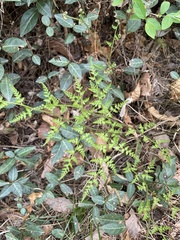 Lygodium japonicum