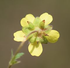 Potentilla pusilla