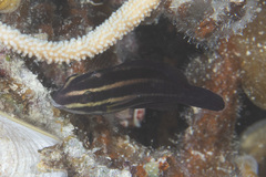 Chlorurus microrhinos