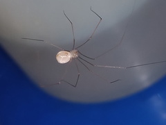 Spermophora senoculata