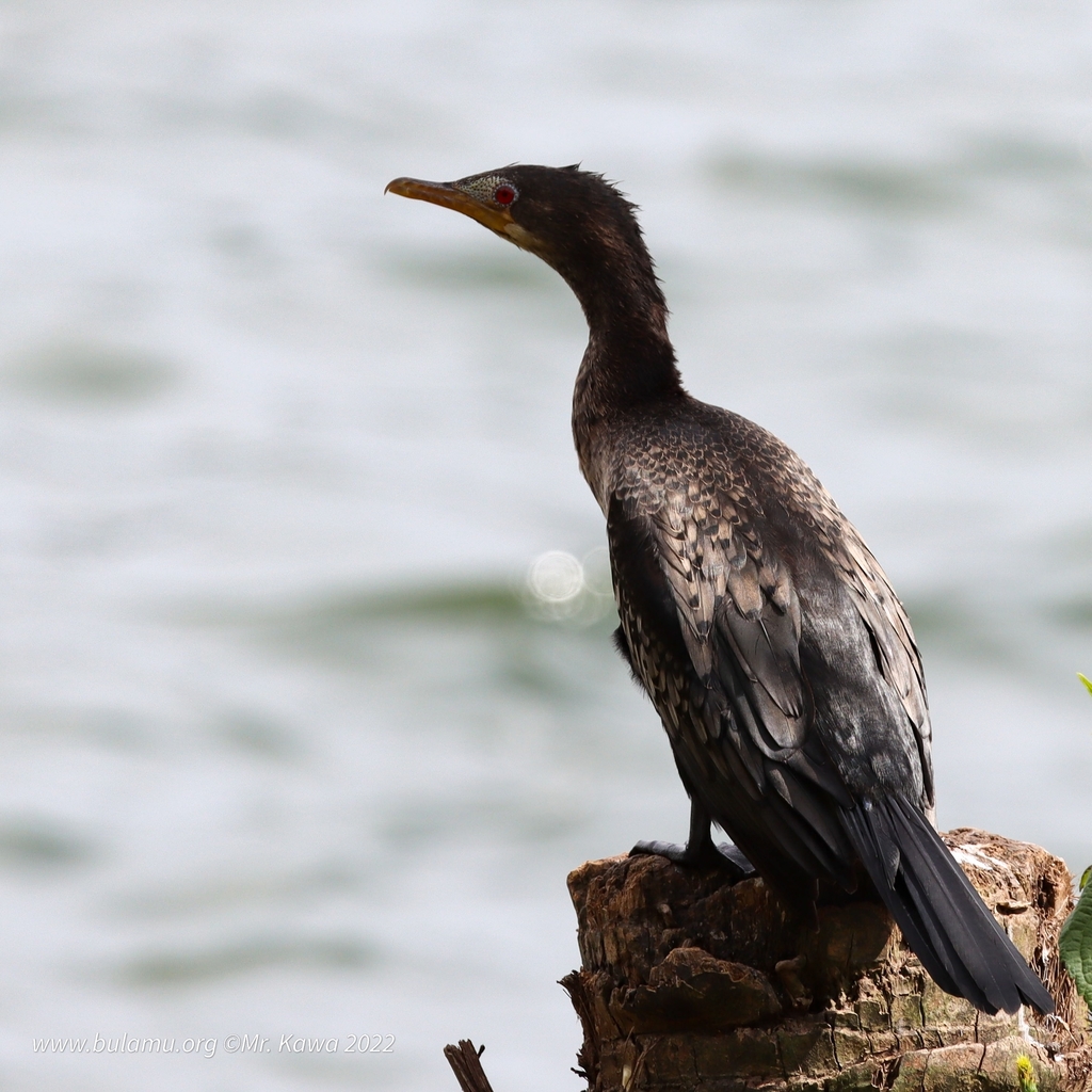 Long-tailed Cormorant from Jinja on April 8, 2022 at 02:11 PM by Rene ...