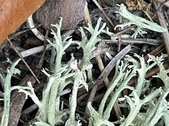 Cladonia pachycladodes