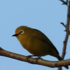 Zosterops stuhlmanni