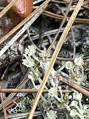 Cladonia rappii