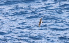 Hydrobatidae