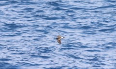 Hydrobatidae