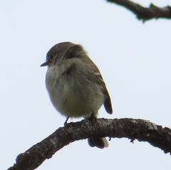 Empidonax wrightii