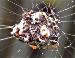 Afracantha camerunensis