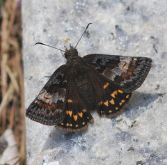 Erynnis montanus