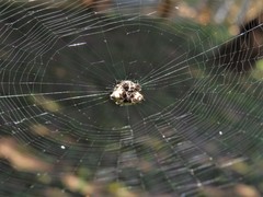 Afracantha camerunensis