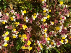 Triphysaria eriantha