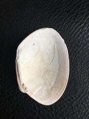 Venerupis largillierti