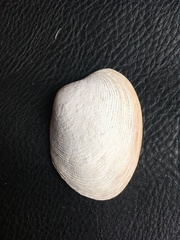 Venerupis largillierti