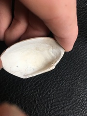 Venerupis largillierti