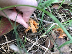 Cantharellus concinnus