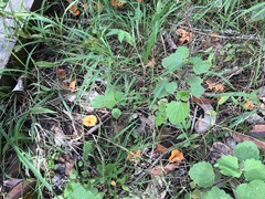 Cantharellus concinnus