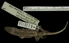 Guantanamo Twig Anole photo 2