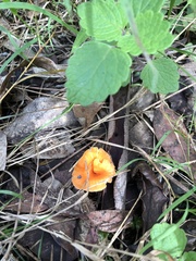 Cantharellus concinnus