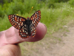 Euphydryas anicia
