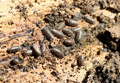 Armadillidium pictum