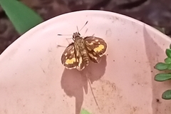 Taractrocera luzonensis