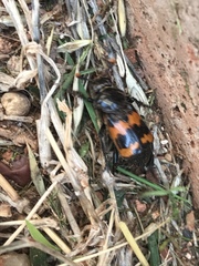 Nicrophorus marginatus