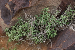 Stachys cuneata