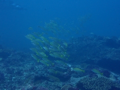 Lutjanus kasmira